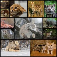 12+-Rare-Wild-Cat-Species-You-Probably-Didn’t-Know-Exist--Bored-Panda