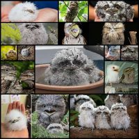 The-World’s-Cutest-Owl-Look-Alike-Is-The-Tawny-Frogmouth-(15+-Pics)--Bored-Panda