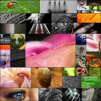 40-Beautiful-Macro-Photos