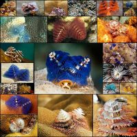 Самые-новогодние-морские-черви