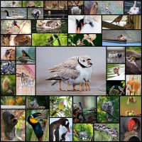 20+-Birds-Taking-Care-Of-Their-Babies--Bored-Panda_2