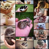 15-крошечных-малышей,-которые-помещаются-на-ладошке-•-НОВОСТИ-В-ФОТОГРАФИЯХ