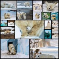 13+-Cute-Baby-Polar-Bears-Celebrate-International-Polar-Bear-Day--Bored-Panda