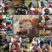 40-фотографий-очаровательных-бобрят-в-честь-их-международного-праздника