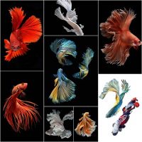 Stunning-New-Portraits-of-Siamese-Fighting-Fish-by-Visarute-Angkatavanich--Colossal