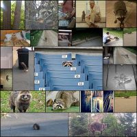 19-Photos-That-Will-Prove-You-Relate-To-Raccoons-More-Than-Humans