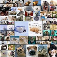 Seals-Are-Actually-Ocean-Puppies-(15+-Pics)--Bored-Panda