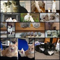 11匹の猫とその魅力的なサムネイル