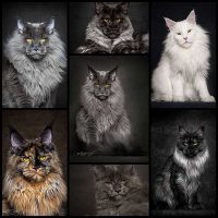 Portraits of Maine Coon Cats Who Look Like Majestic Mythical Creatures - My Modern Met