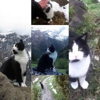 失われた観光客や猫救助の物語