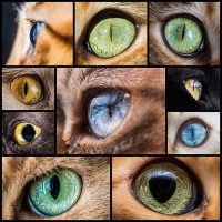10 Marttilaアンドリュー（アンドリューMarttila）は「キャットアイ」というタイトルの写真の素晴らしいシリーズを作成し