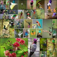 小不思議 - ハチドリ