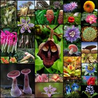 Удивительный мир растений