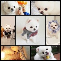 Meet Mango, The Adorable Pomeranian Who Will Just Melt Your Heart