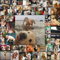 60+ Golden Retriever Puppies That Will Instantly Make Your Day Bored Panda