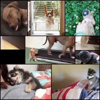 Cute Animals (10 gifs)