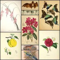 Millions of Free Botanical Illustrations from the Biodiversity Heritage Library
