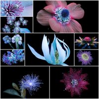 New Sparkling Blooms Photographed with Ultraviolet-Induced Visible Fluorescence by Craig Burrows Colossal