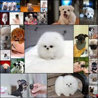 25 снимков самых очаровательных щенков в мире