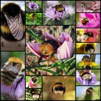 The World’s Greatest Collection of Bumblebee Butts