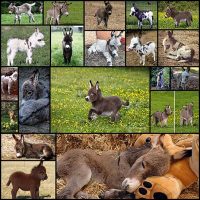 20 Adorable Photos of Baby Donkey – Design Swan