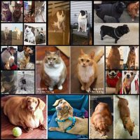 13 Animals Who Nailed the Weight Loss Game