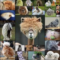 25 Animals Who Rock Their Glorious Hairstyles