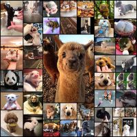 21-Animals-That-Are-So-Cute,-We-Can’t-Handle-It