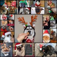 Pets-That-LOVE-Christmas-More-Than-Anything